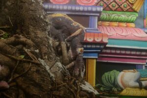 Read more about the article Bala vinayagar temple with tree