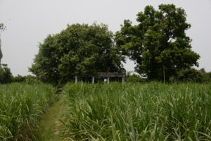 Read more about the article Muthumariamman temple