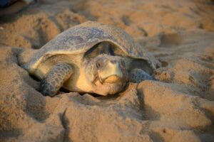 Read more about the article Aribada- Turtles nesting